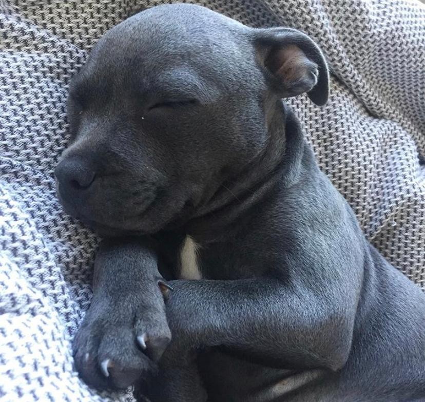 Staffordshire Bull Terrier Puppies For Sale California