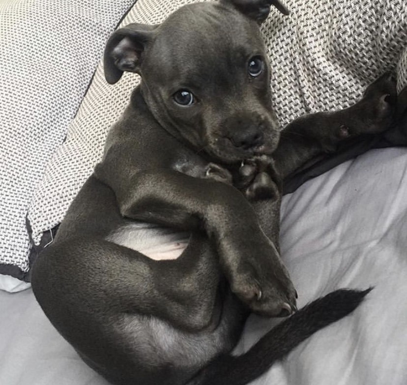 Staffordshire Bull Terrier Puppies For Sale California