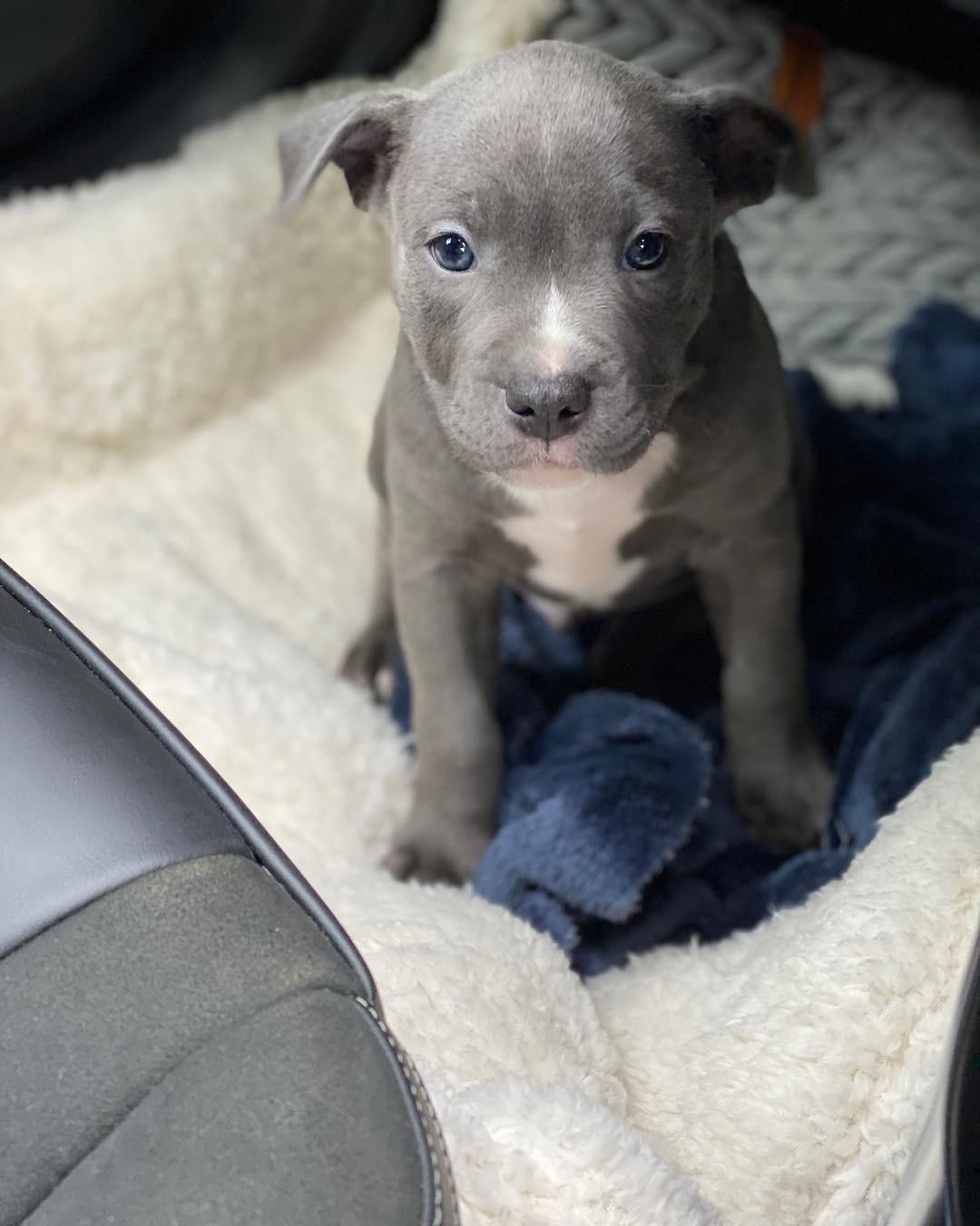 Blue Staffordshire Bull Terrier Puppies For Sale In