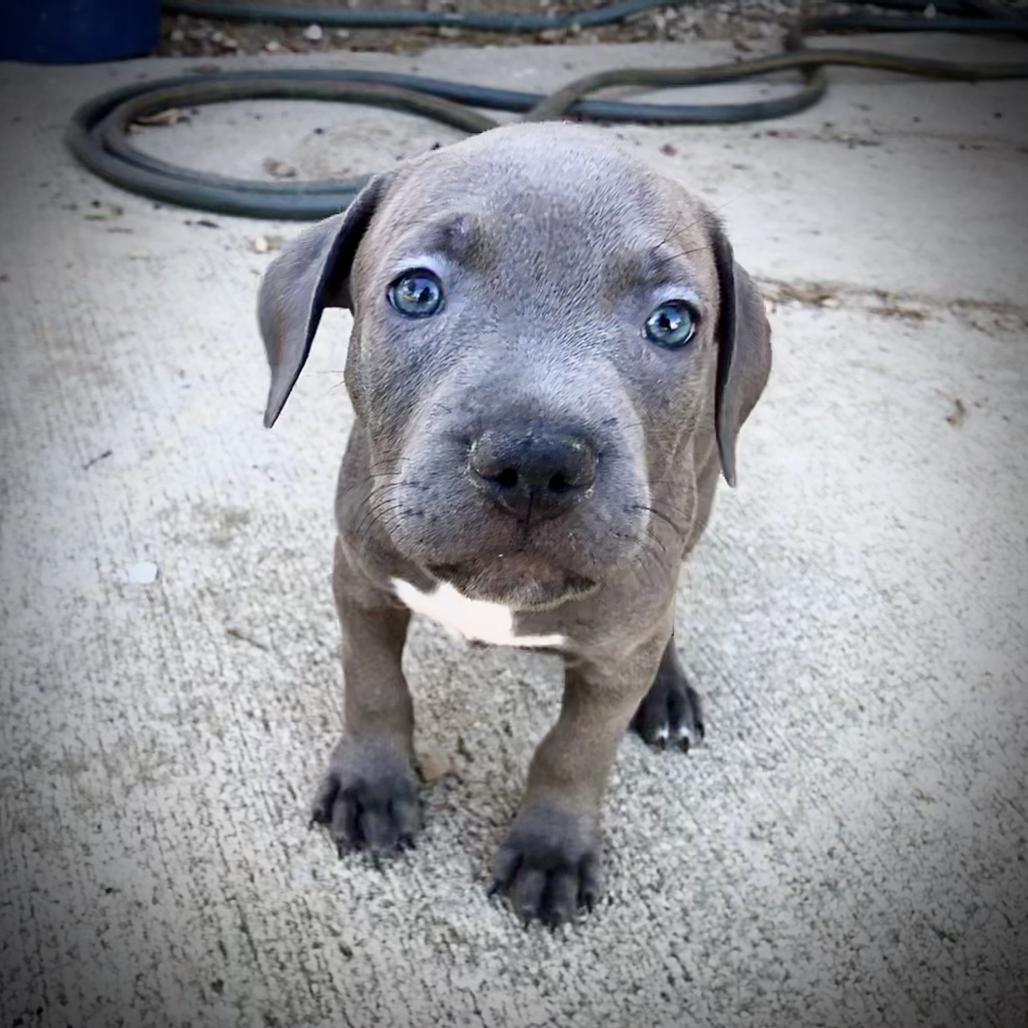 Staffordshire Bull Terrier Puppies For Sale Azusa, CA