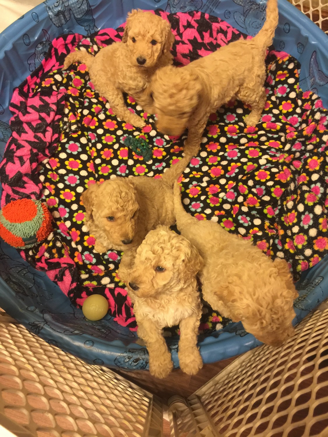 Standard Poodle Puppies For Sale Freeport, MI 287441