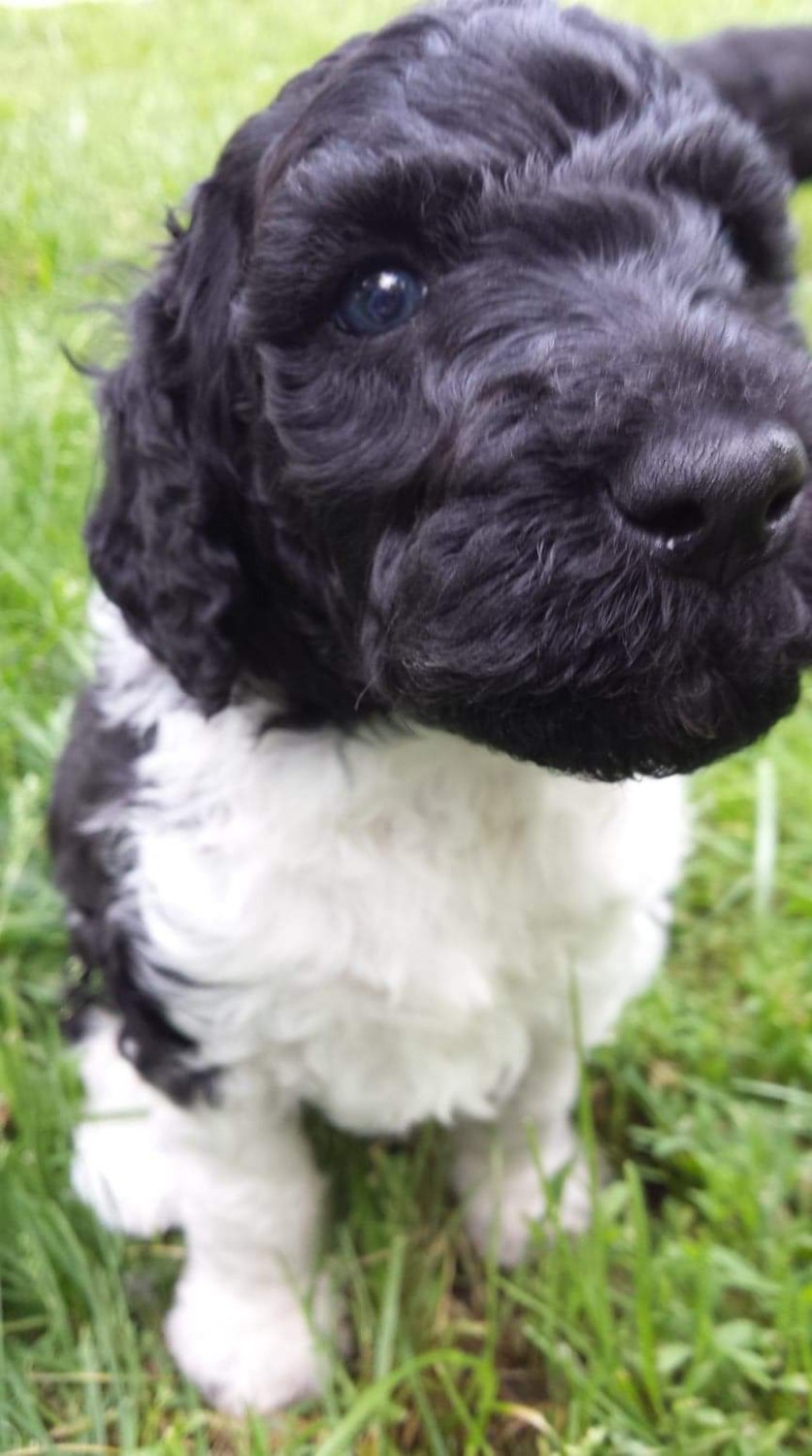 Standard Poodle Puppies For Sale Duluth, MN 312266