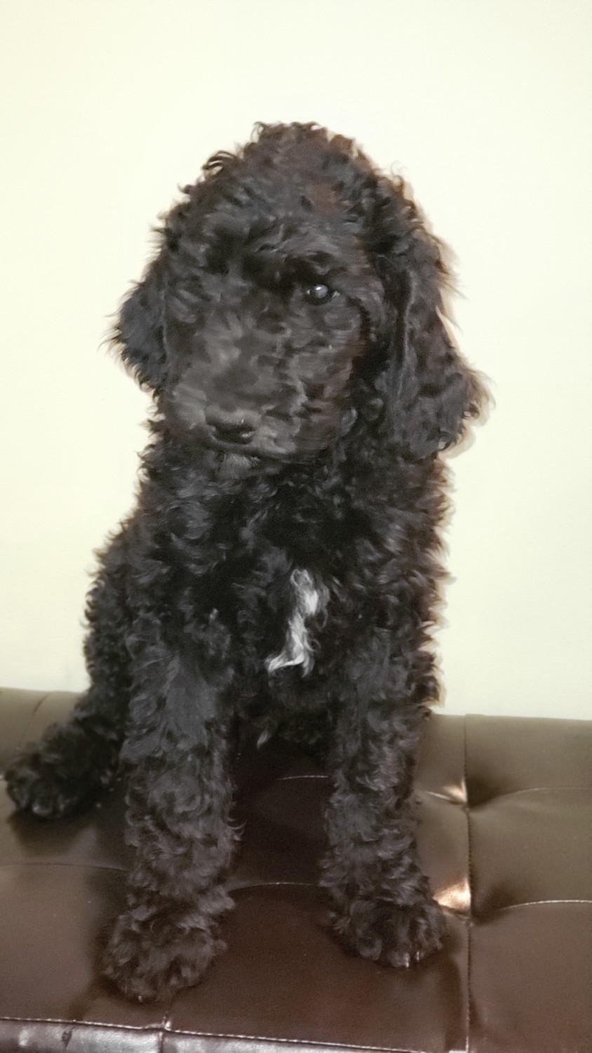 Standard Poodle Puppies For Sale Elgin, IL 312857