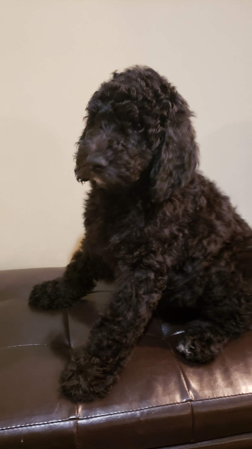 Standard Poodle Puppies For Sale Elgin, IL 312857