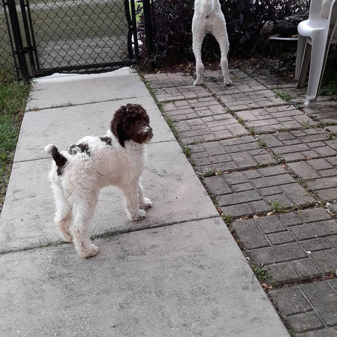 Standard Poodle Puppies For Sale Bradenton, FL 318893