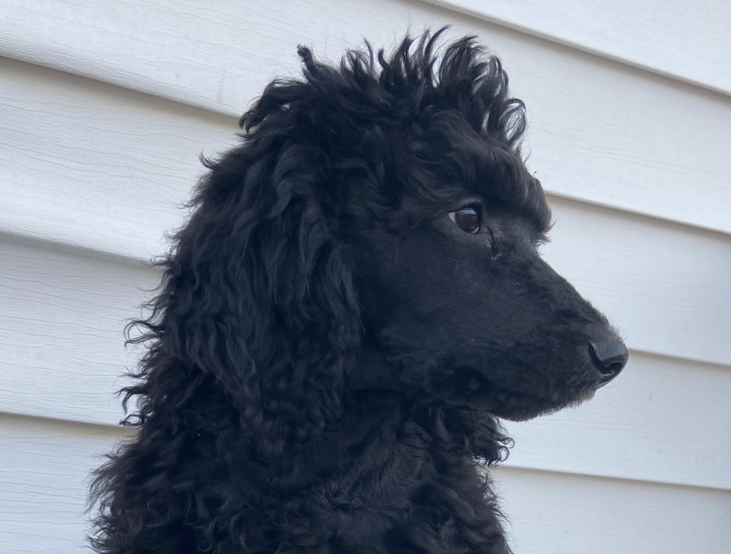 Standard Poodle Puppies For Sale | 84th Avenue, Allendale ...