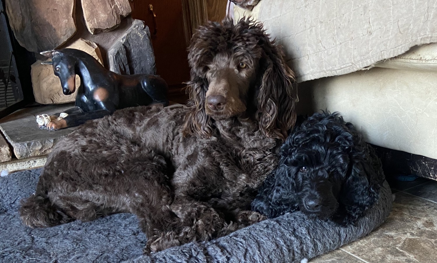 Standard Poodle Puppies For Sale 84th Avenue, Allendale Charter