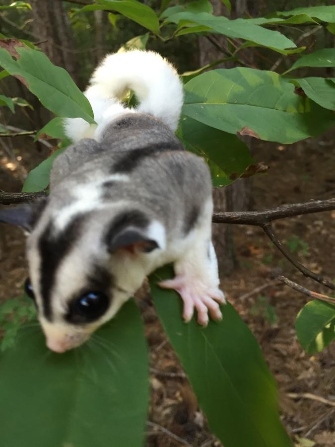 Sugar Glider Animals For Sale | Manchester, NH #155489