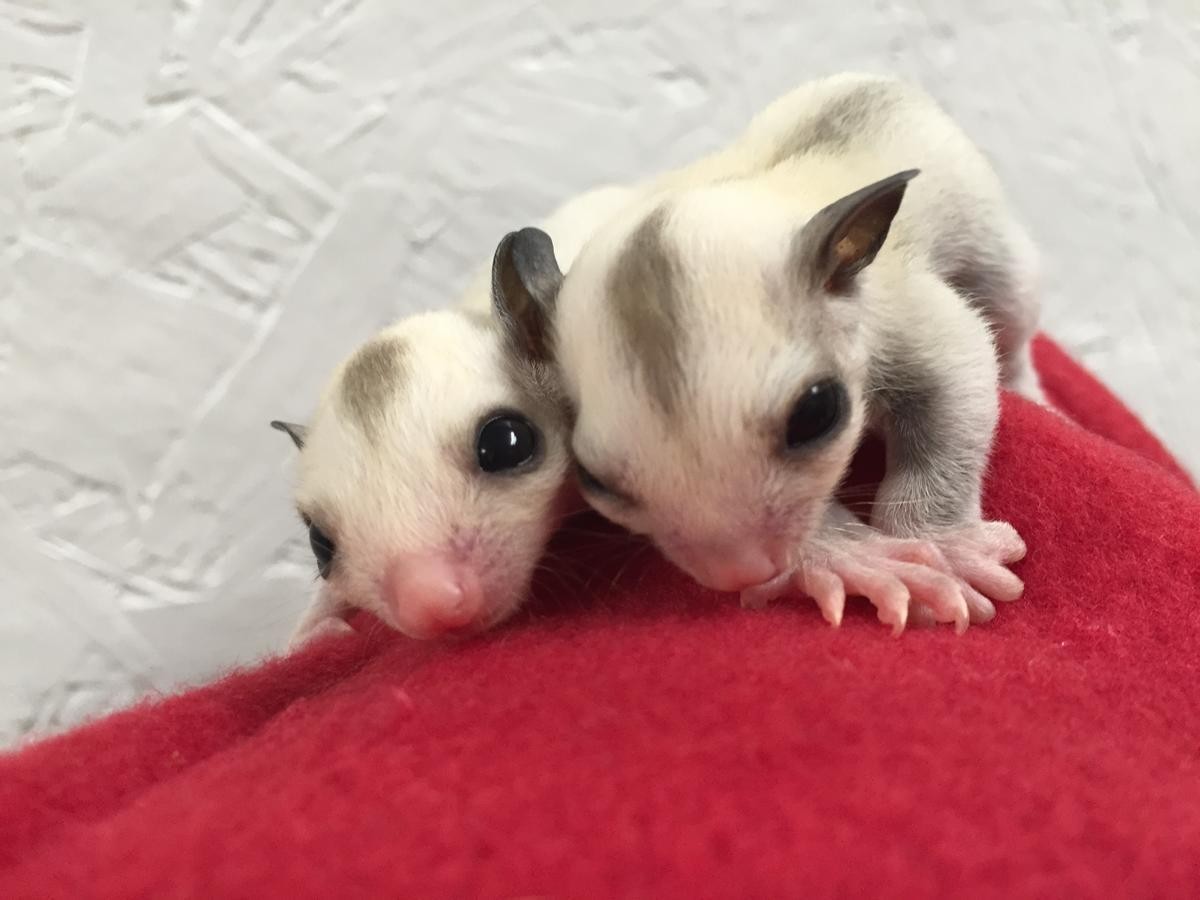 Sugar Glider Animals For Sale | Salt Lake City, UT #155524