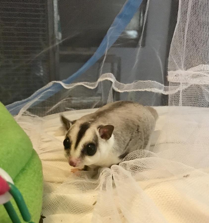 Sugar Glider Animals For Sale North Frederick Avenue, , MD 275387