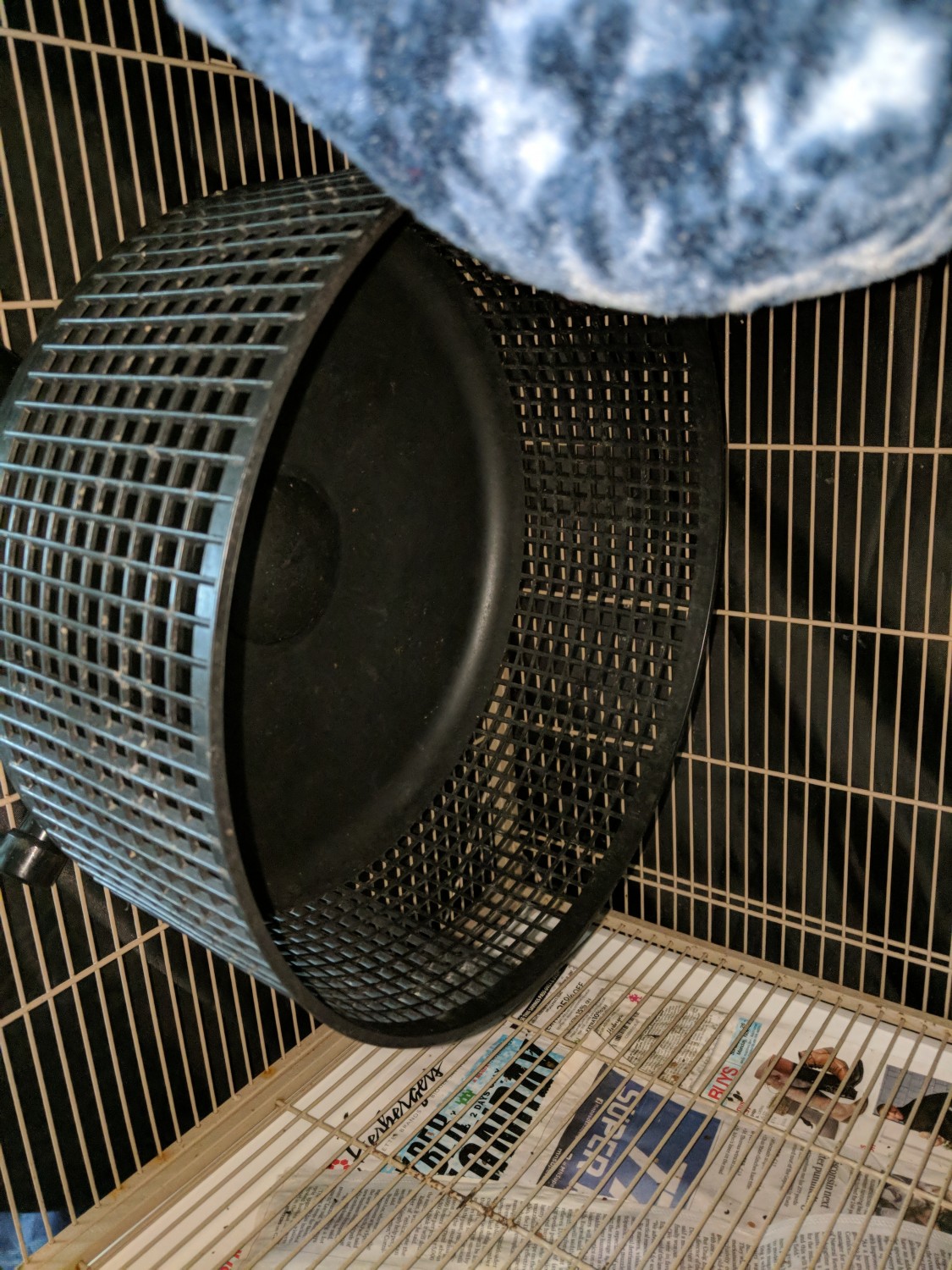 Sugar Glider Animals For Sale | Vancouver, WA #280472