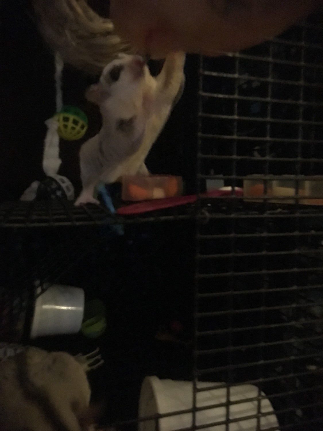 Sugar Glider Animals For Sale | North Little Rock, AR #281302