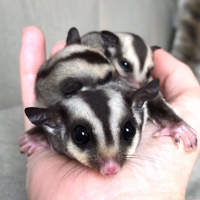 Sugar Glider Animals For Sale Fresno, CA 292358