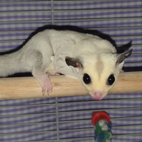 Sugar Glider Animals For Sale Fresno, CA 292358