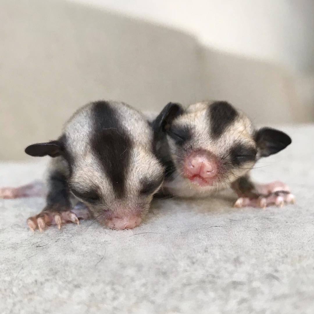 Beautiful and charming Sugar gliders for sale.