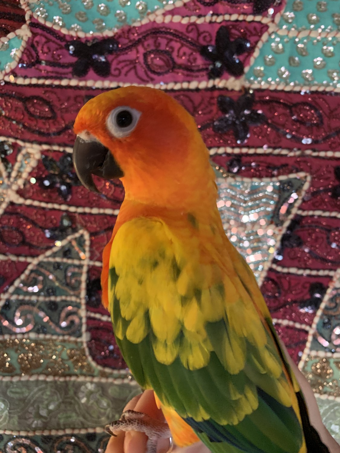 Sun Conure Birds For Sale St. Helens, OR 365446