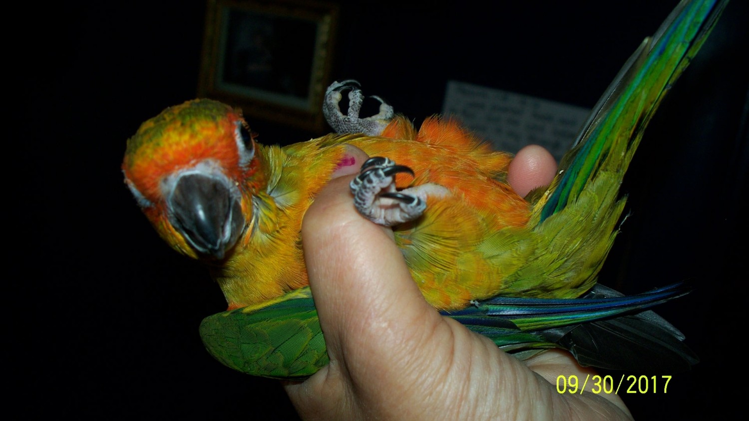 Sun Conure Birds For Sale The Dalles, OR 244661