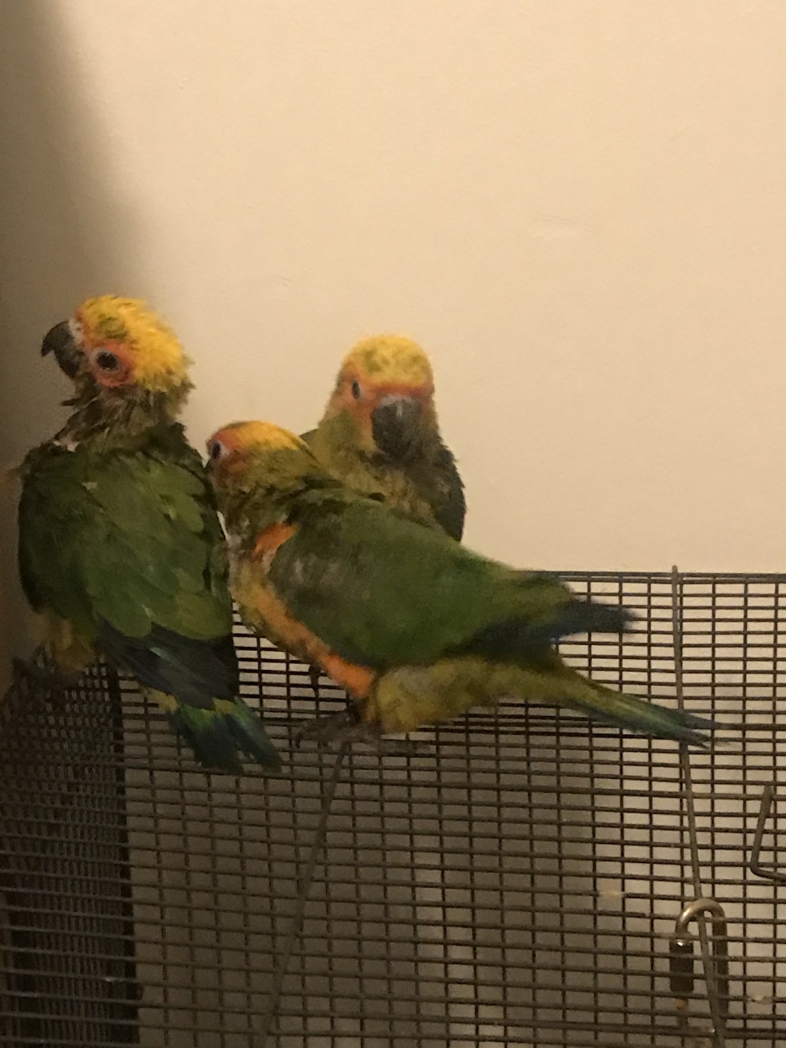 Sun Conure Birds For Sale Memphis, TN 302798 Petzlover