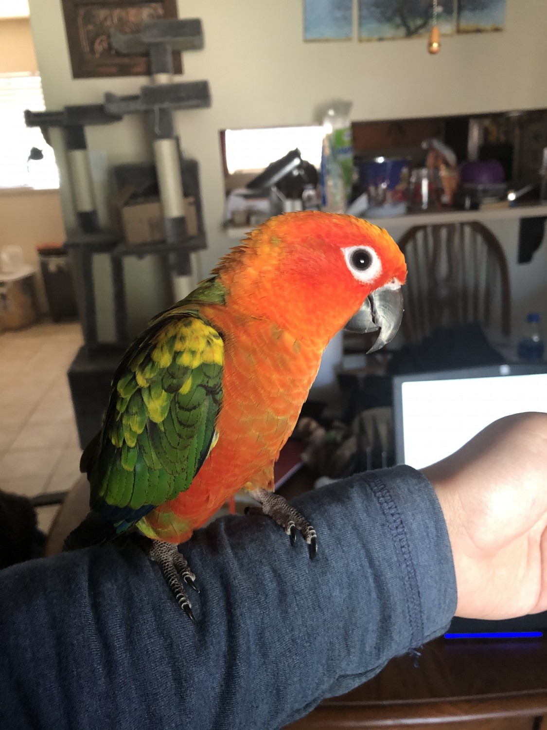 Sun Conure Birds For Sale Kingsville, TX 325088