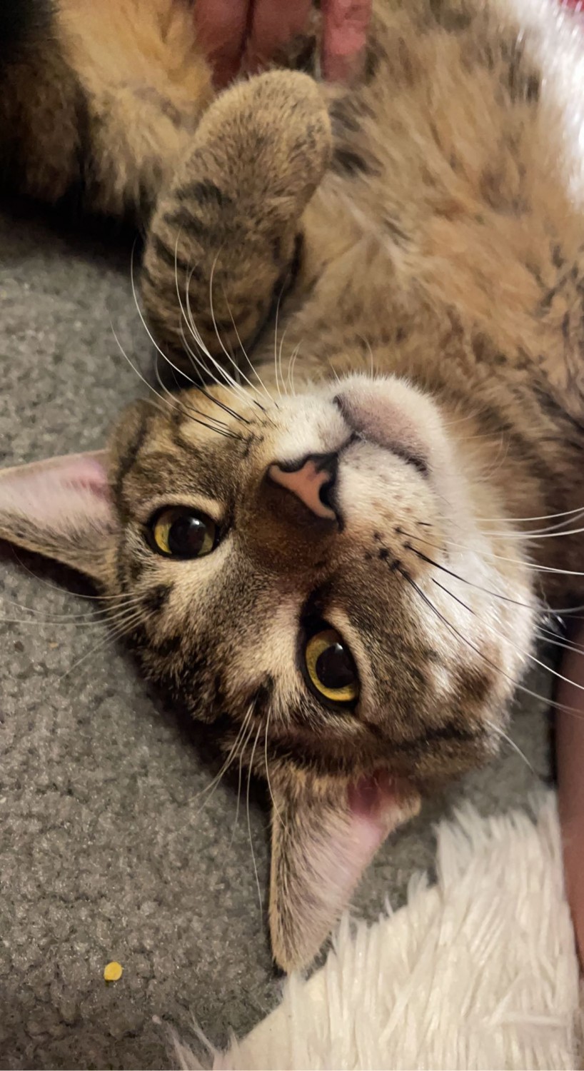 Tabby Cats For Sale Columbus, OH 424269 Petzlover