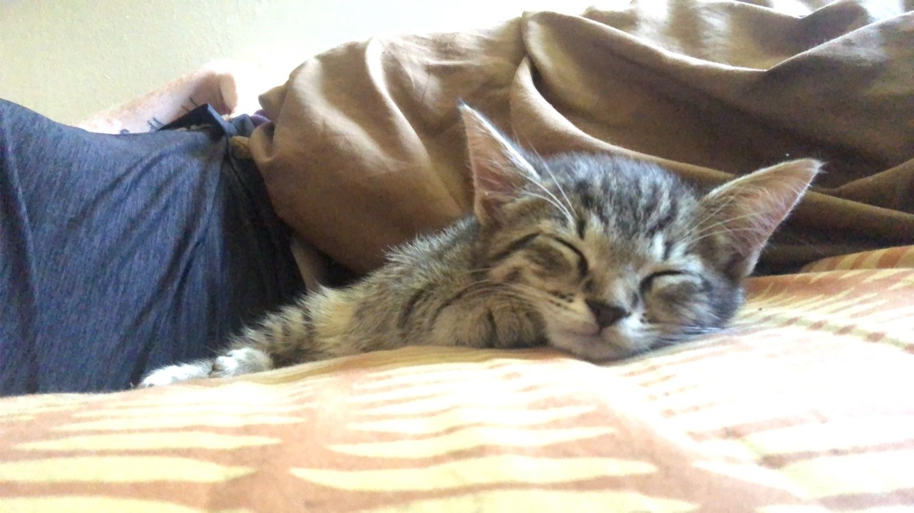 Tabby Cats For Sale Baltimore, MD 335299 Petzlover