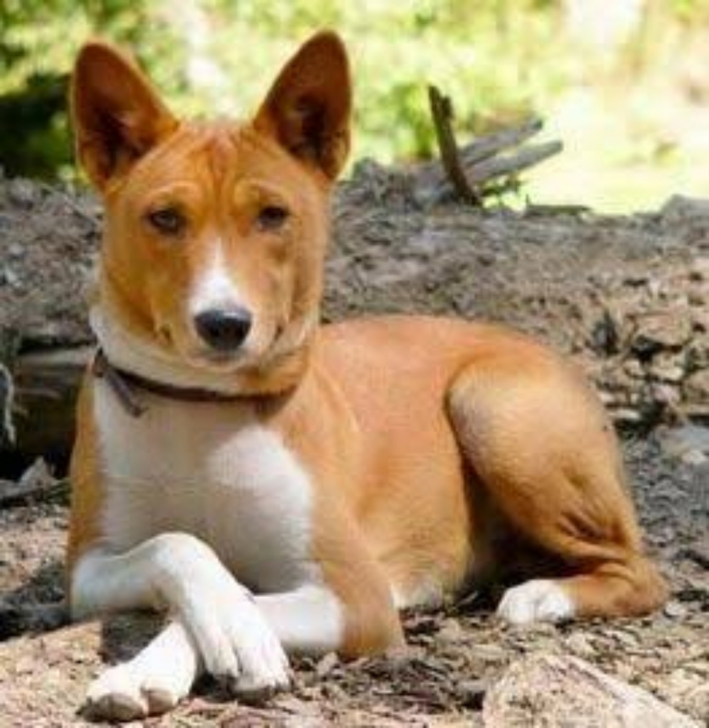 Telomian Dog Breed Information Images Characteristics Health