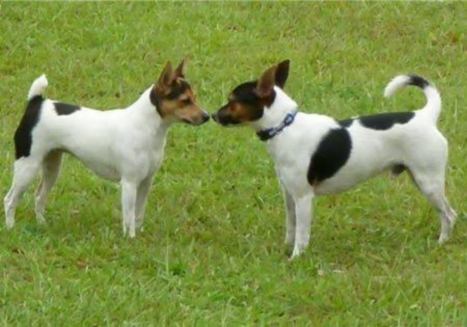 Tenterfield Terrier Vs Parson Russell Terrier Breed Comparison