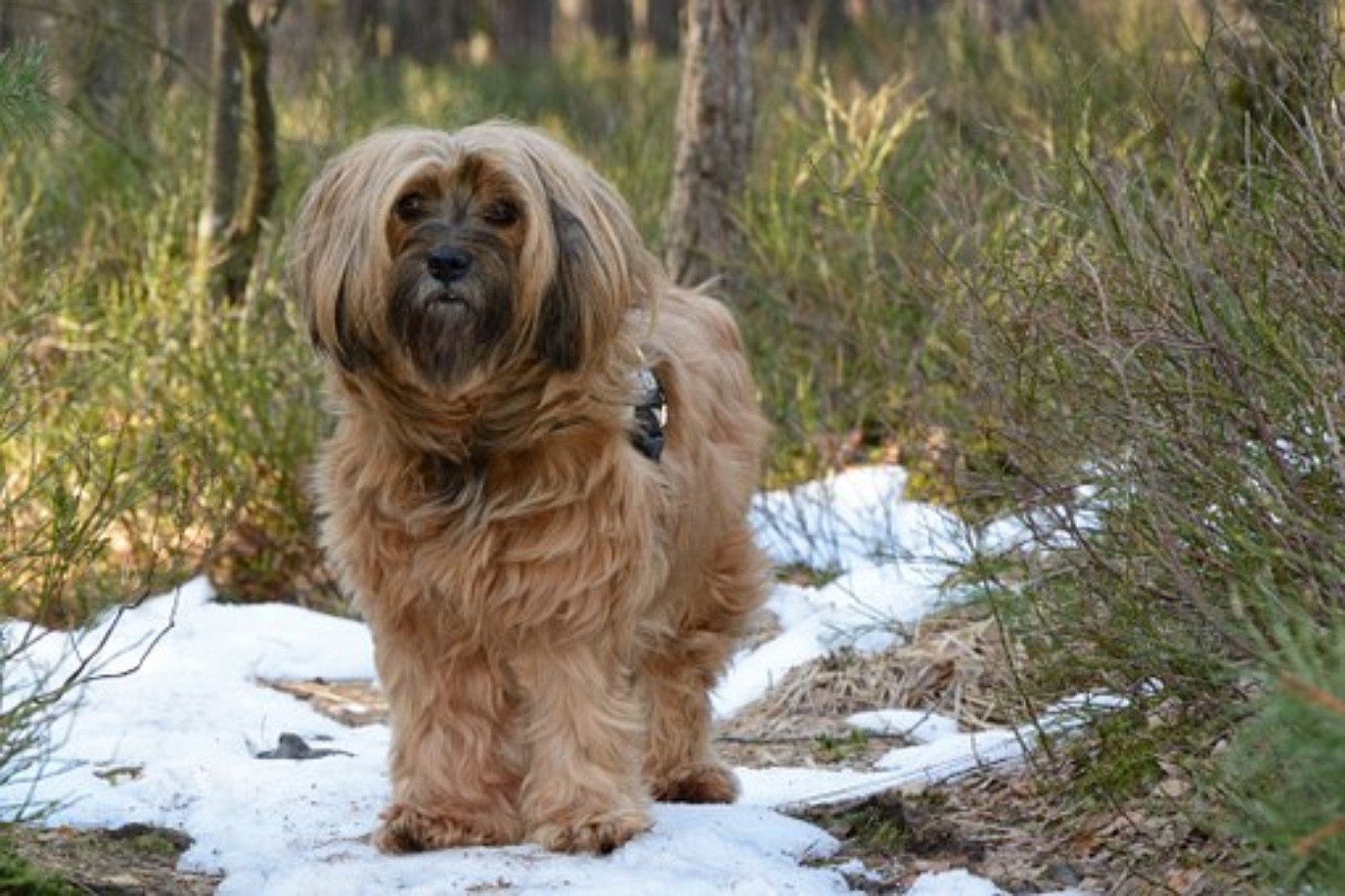 Tibetan Terrier Vs Poodle Breed Comparison Mydogbreeds