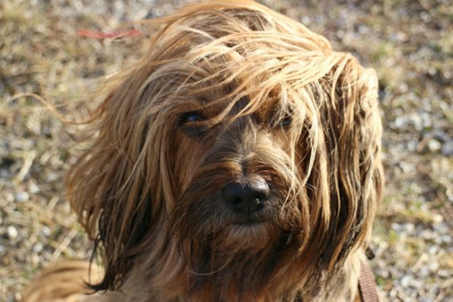 Tibetan Terrier Vs Poodle Breed Comparison Mydogbreeds