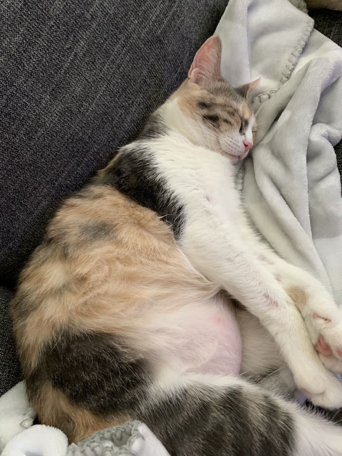 Tiger/Siamese Cats For Sale Dickinson, TX 315330