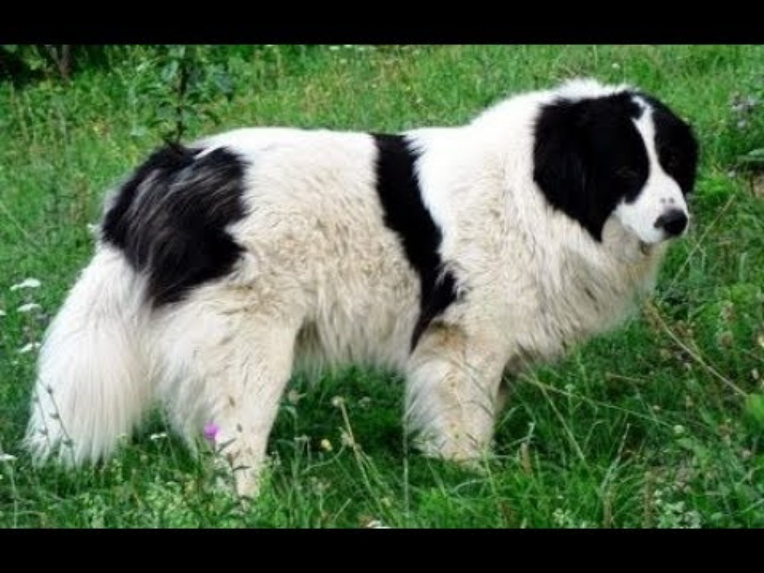 Tornjak Dog Breed Information Images Characteristics Health