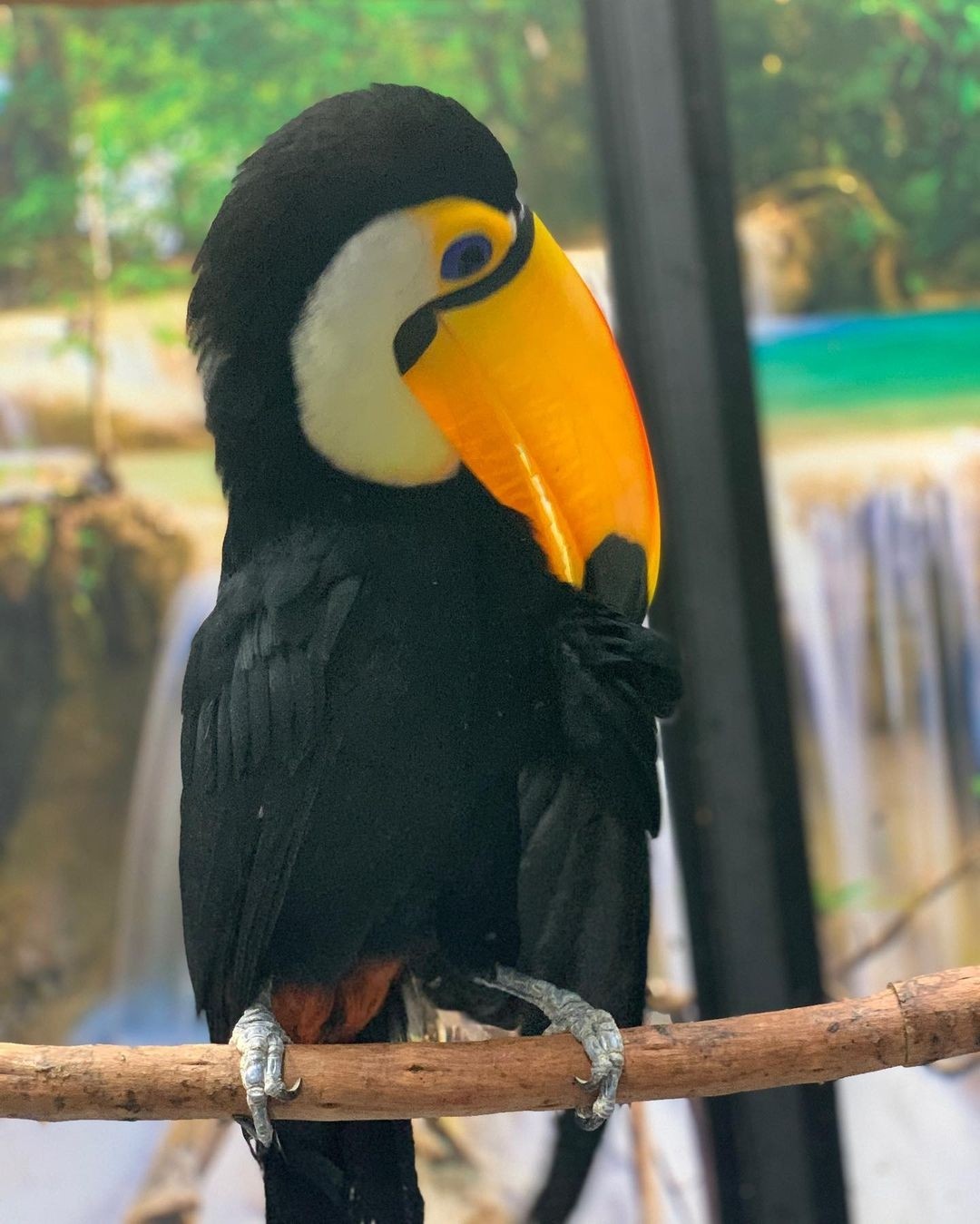 Toucan Birds For Sale | Fresno, CA #395034 | Petzlover