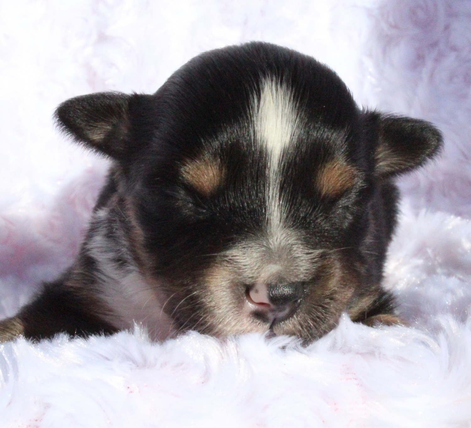 Toy Australian Shepherd Puppies For Sale Tulsa Ok 315174