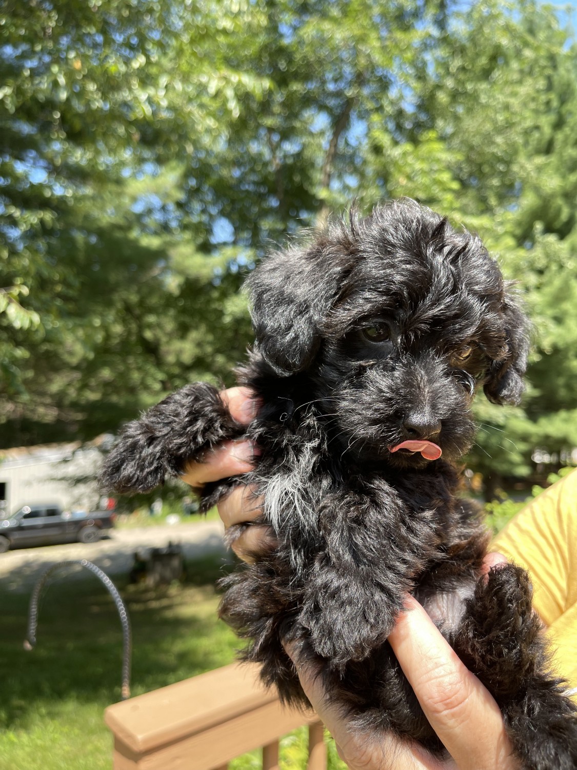 Toy Poodle Puppies For Sale Green Bay, WI 365806