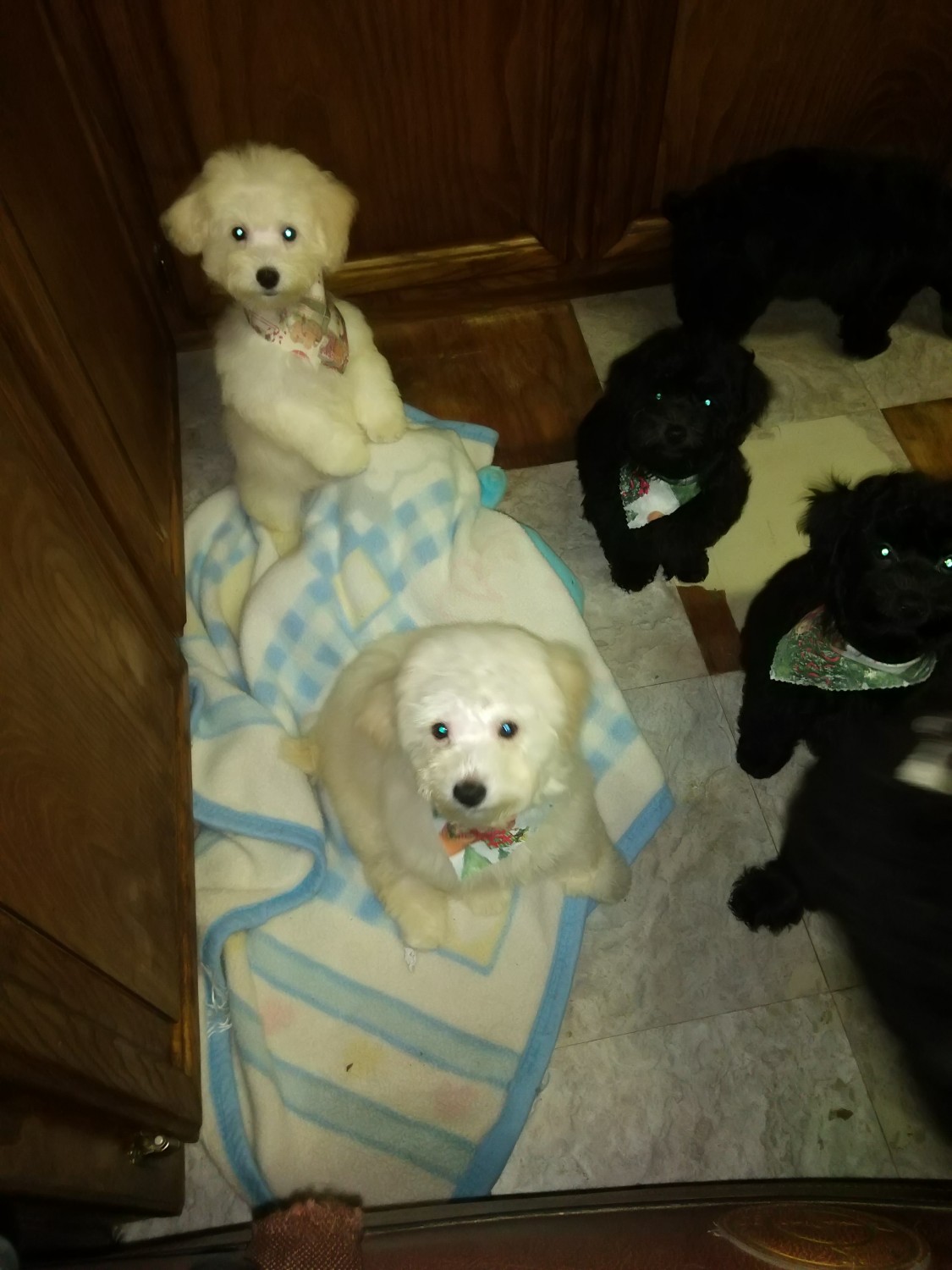 Toy Poodle Puppies For Sale Somerset, TX 484937