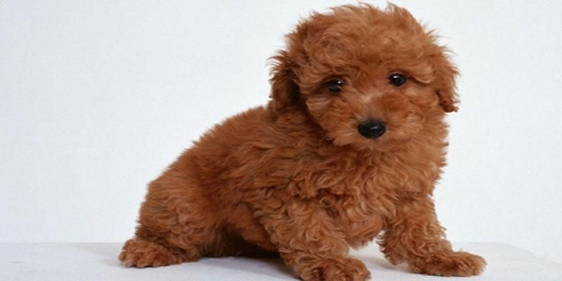 toy poodle for sale in tn