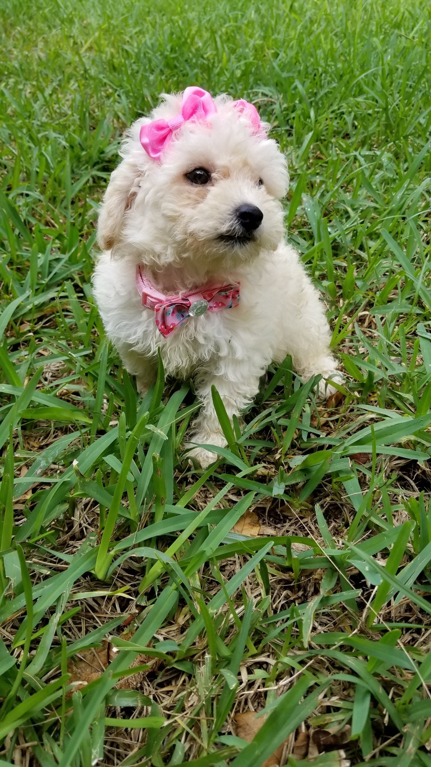 Toy Poodle Puppies For Sale Boca Raton, FL 250976