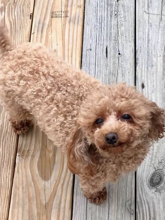 Toy Poodle Puppies For Sale Morehead, KY 289300