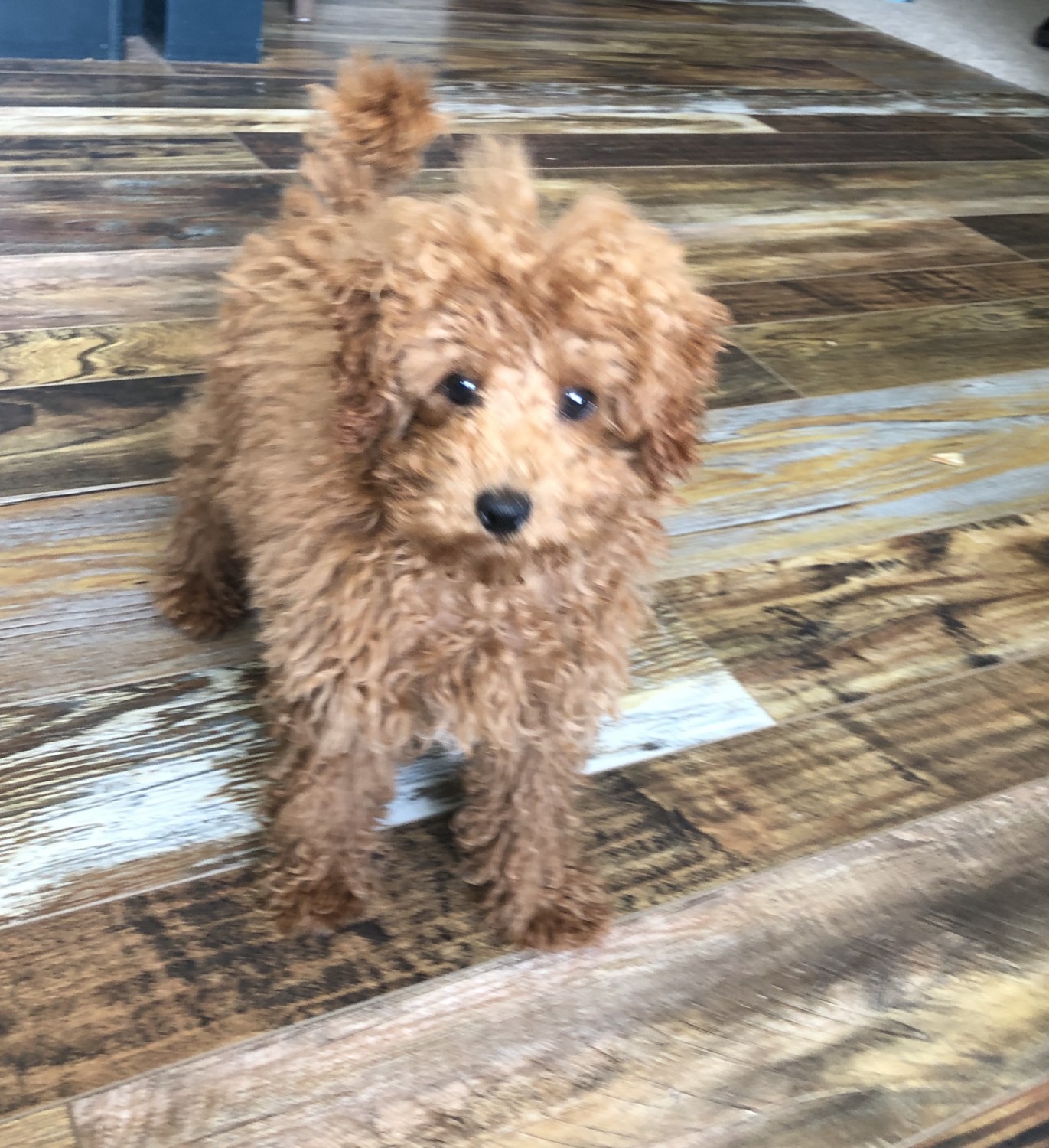 Toy Poodle Puppies For Sale Salina, KS 333018 Petzlover