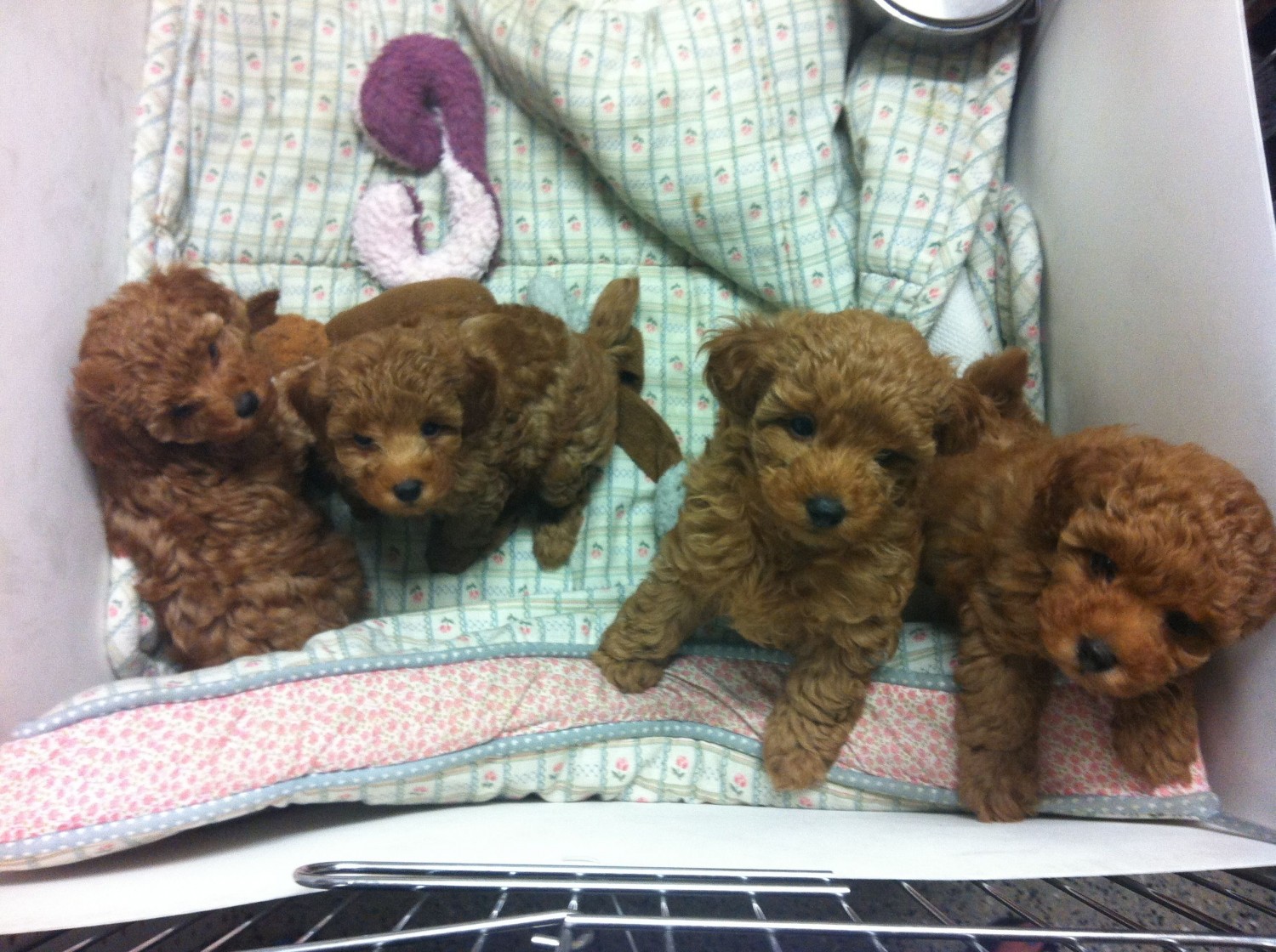 Toy Poodle Puppies For Sale Atlanta, GA 361371