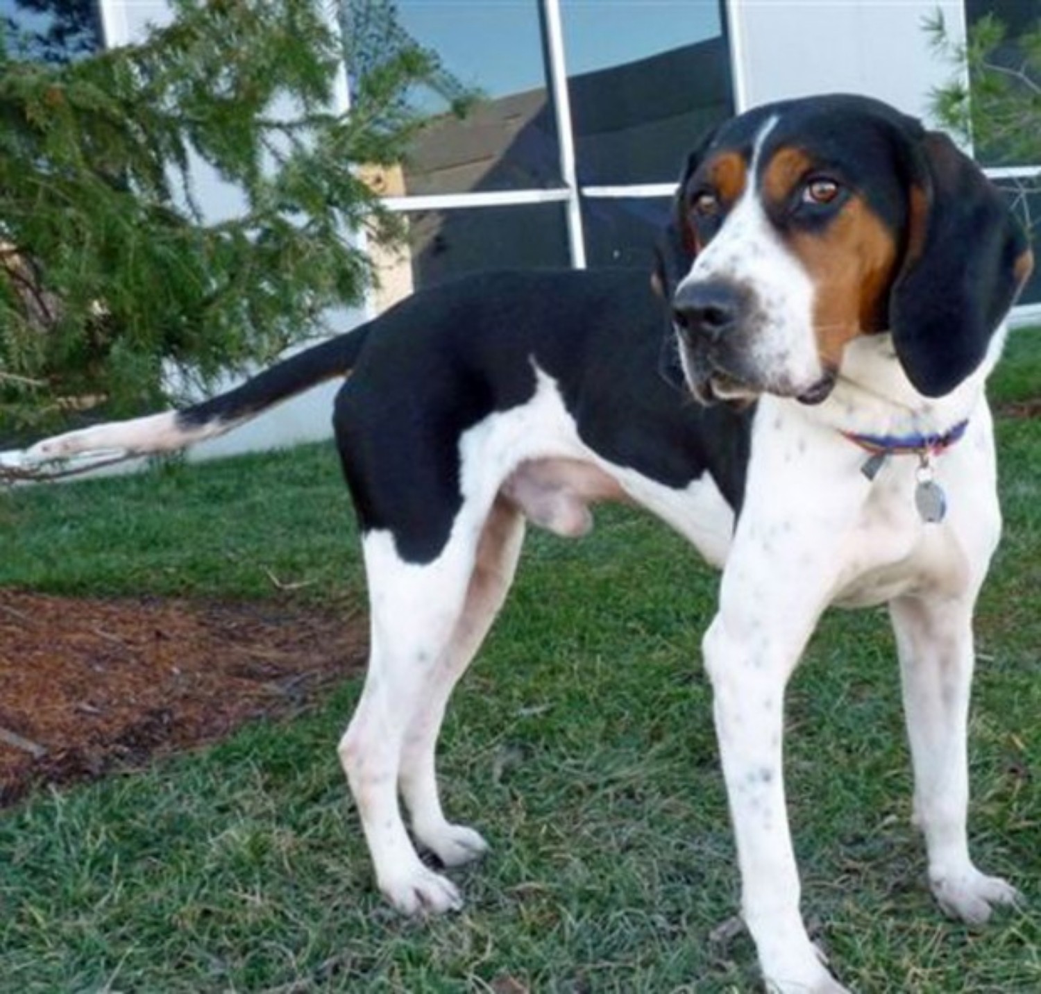 Treeing Walker Coonhound Vs Mountain Cur Breed Comparison
