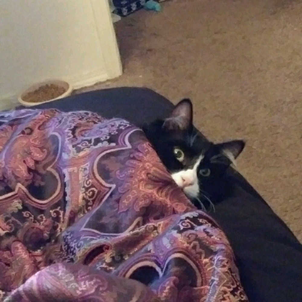 Tuxedo Cats For Sale Meridian, ID 316970 Petzlover