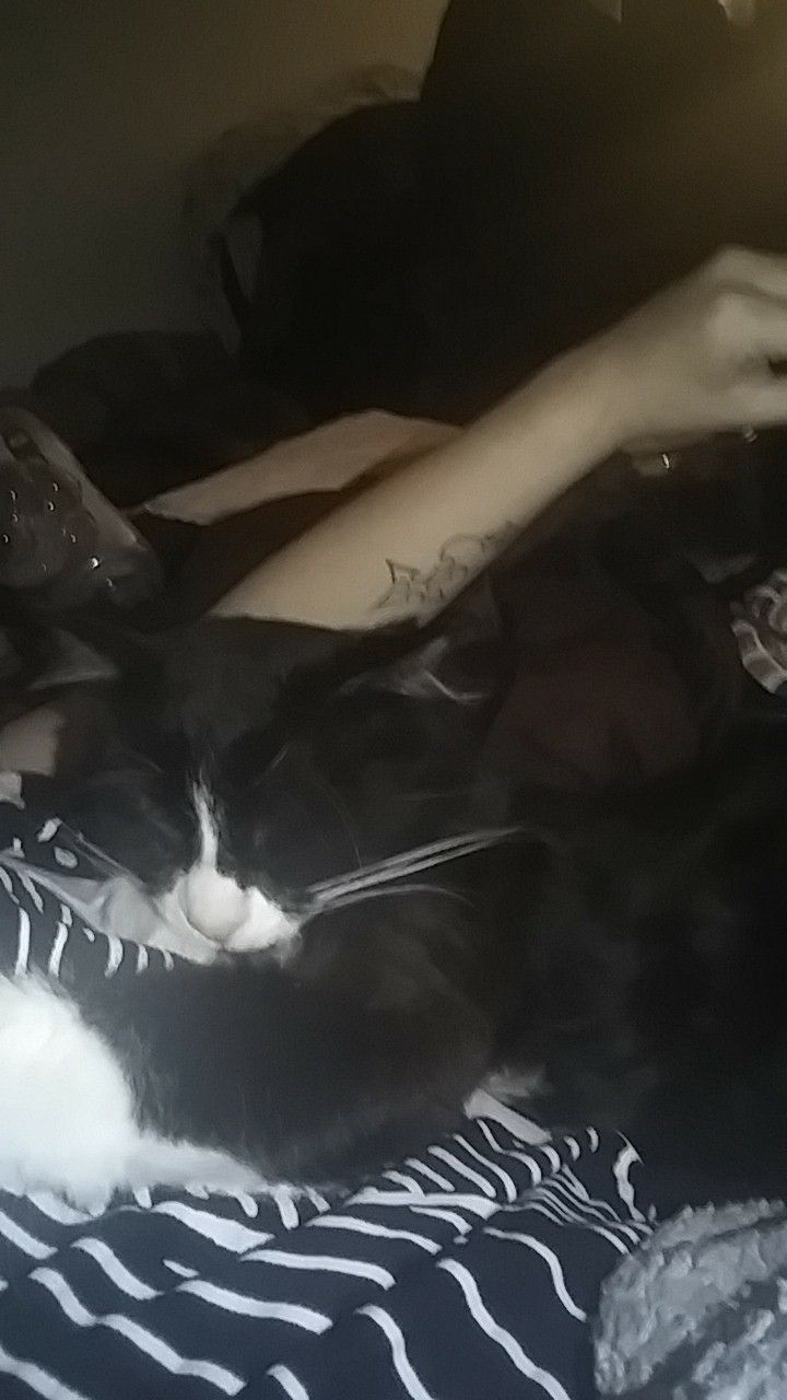 Tuxedo Cats For Sale Meridian, ID 316970 Petzlover