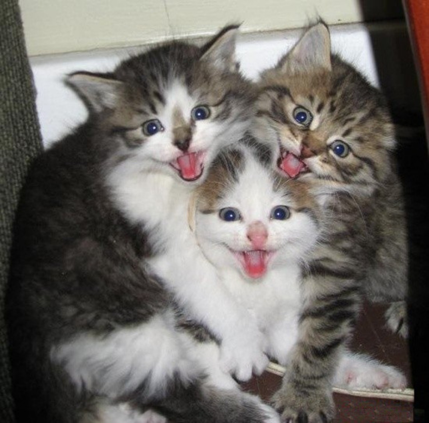 Три кошки прикол