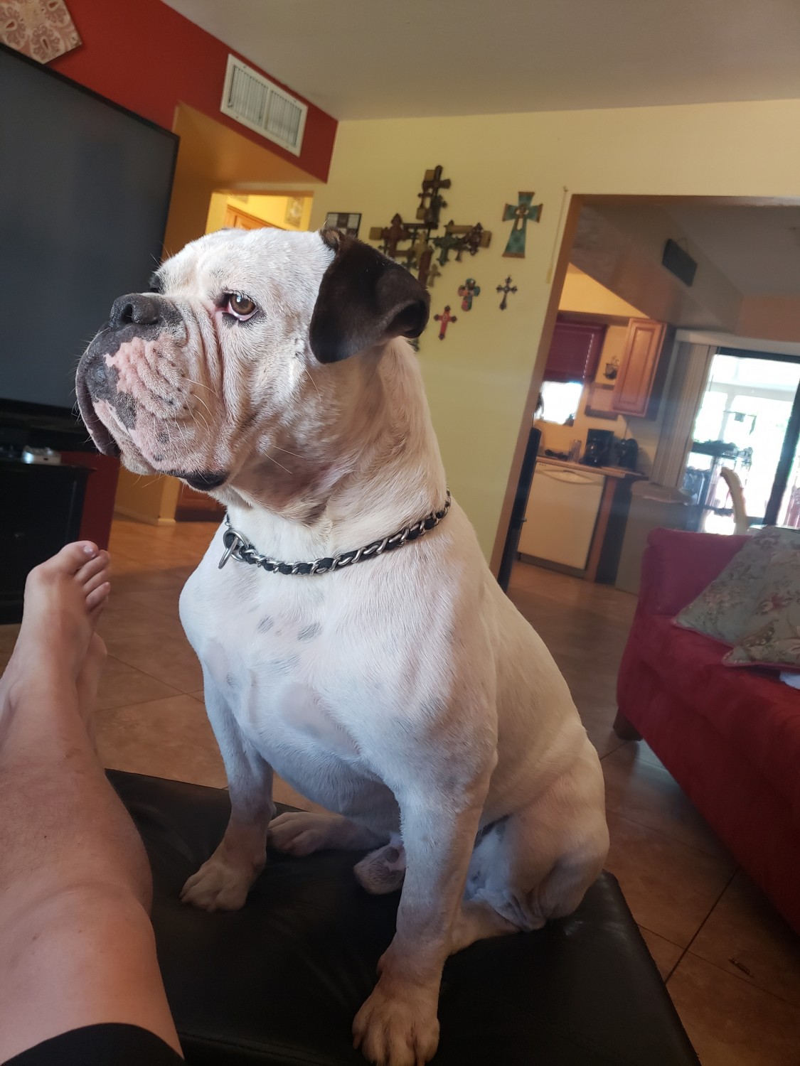 Valley Bulldog Puppies For Sale Phoenix, AZ 329387