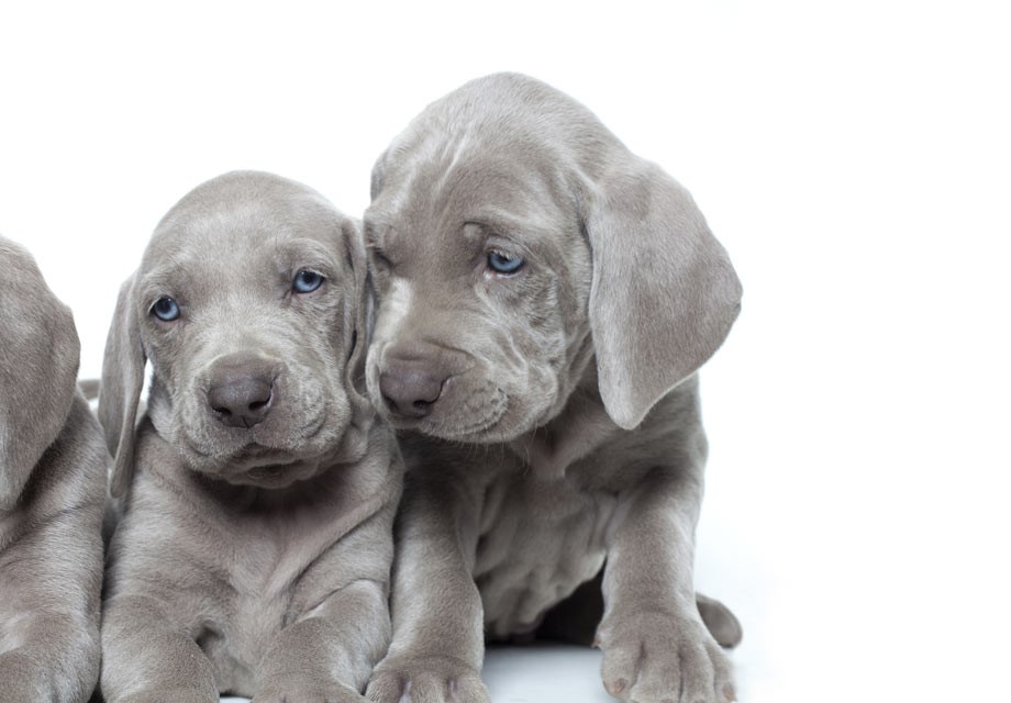 Weimaraner Puppies For Sale Dallas, TX 188073 Petzlover