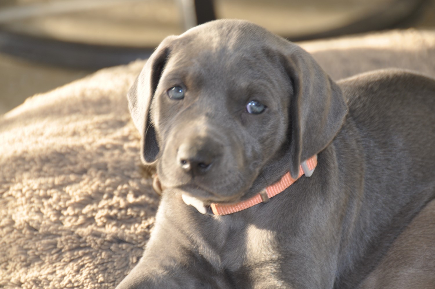 Weimaraner Puppies For Sale | Chino Hills, CA #295636