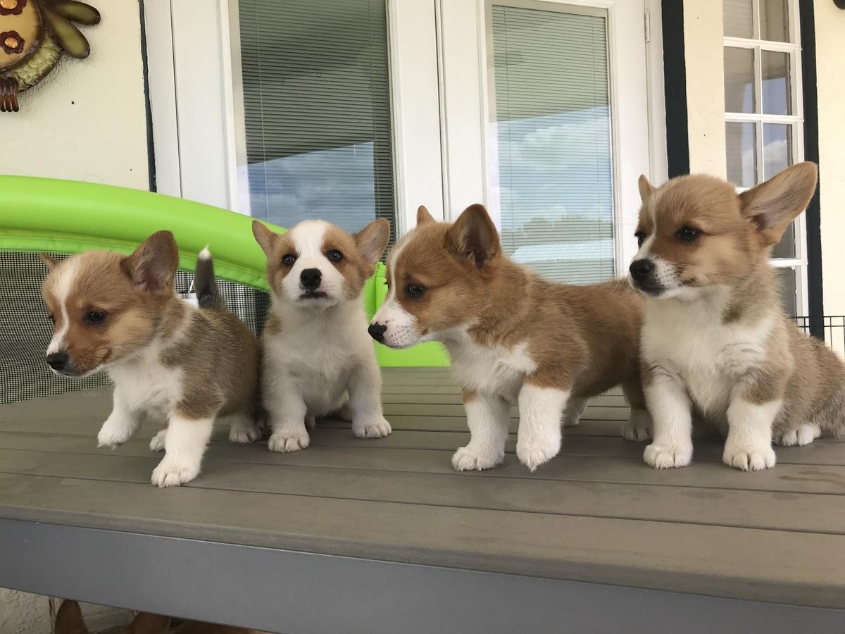 Corgi Puppies For Sale Nc - petfinder