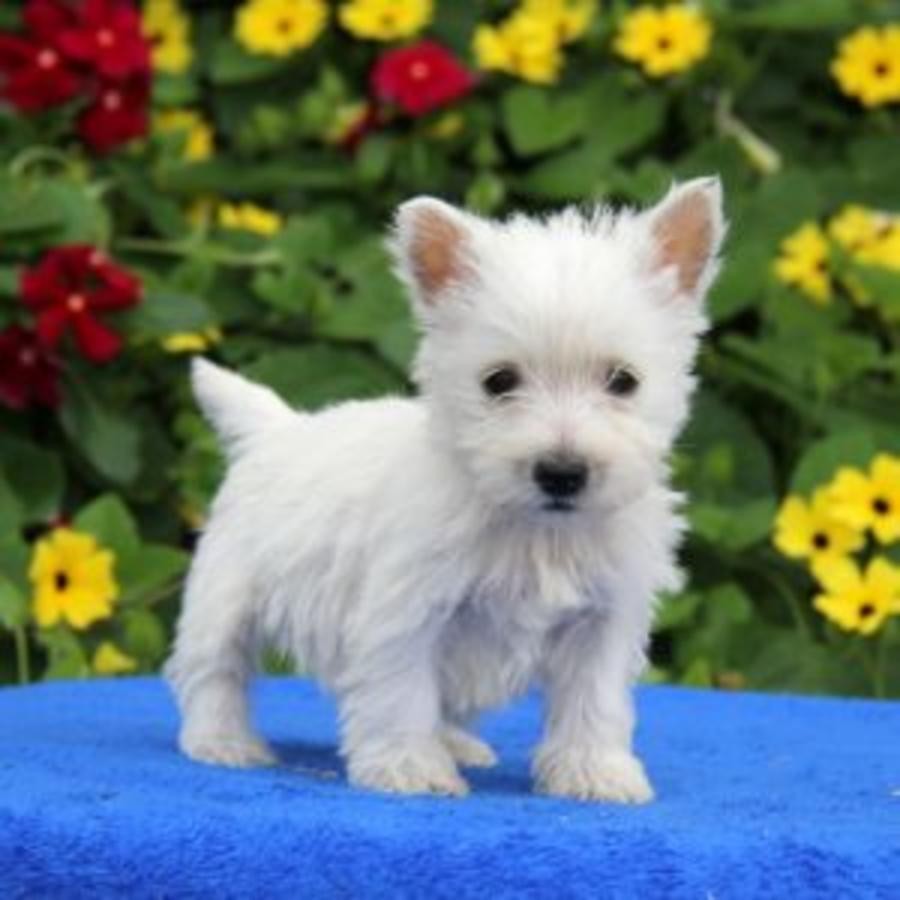 Décoration De Noël En Céramique West Highland Terrier - Ornement à Suspendre Avec Ficelle - Diamètre 7.3 Cm