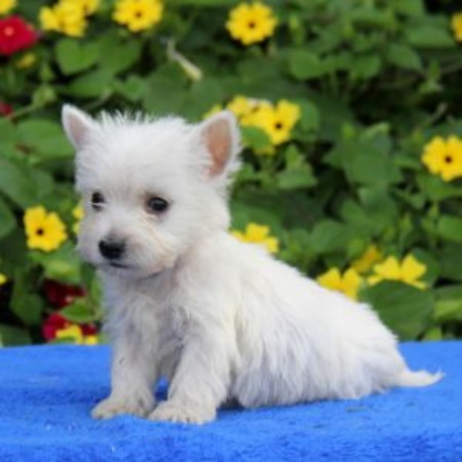 West Highland White Terrier Puppies For Sale Westside